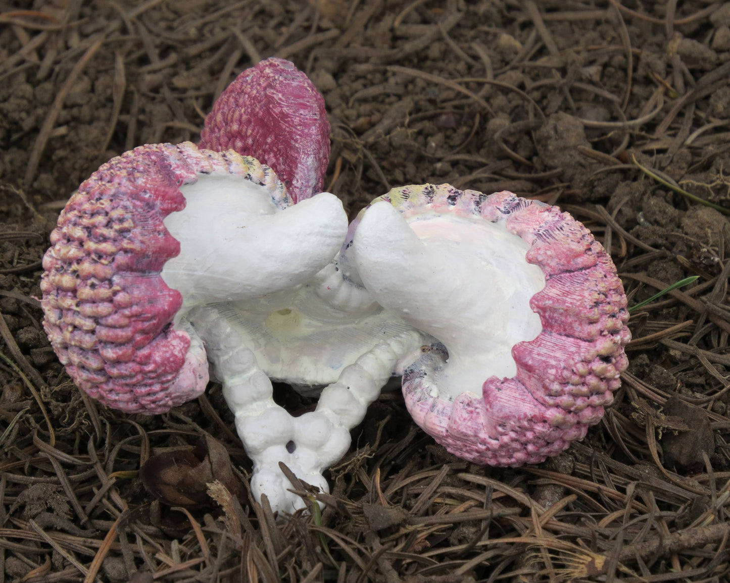 Specimen 1a