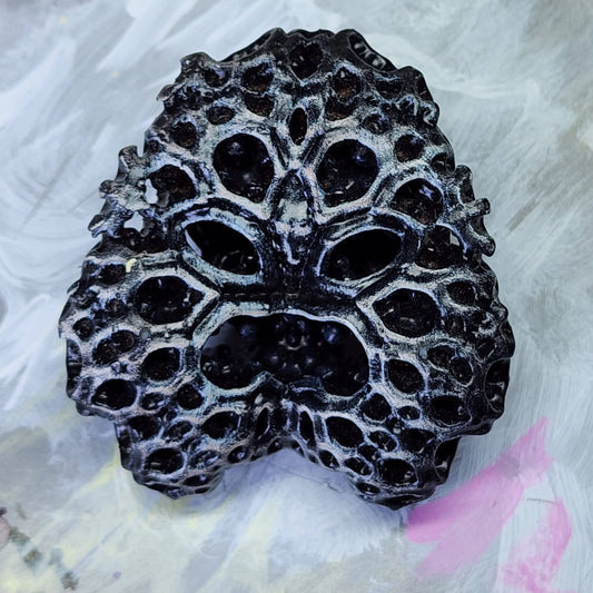 Brain Coral