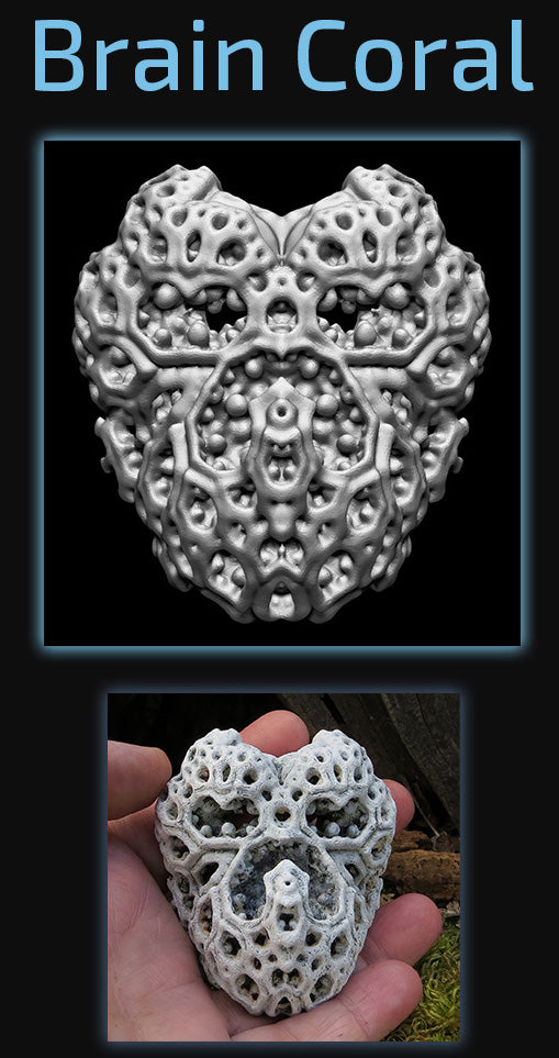 Brain Coral