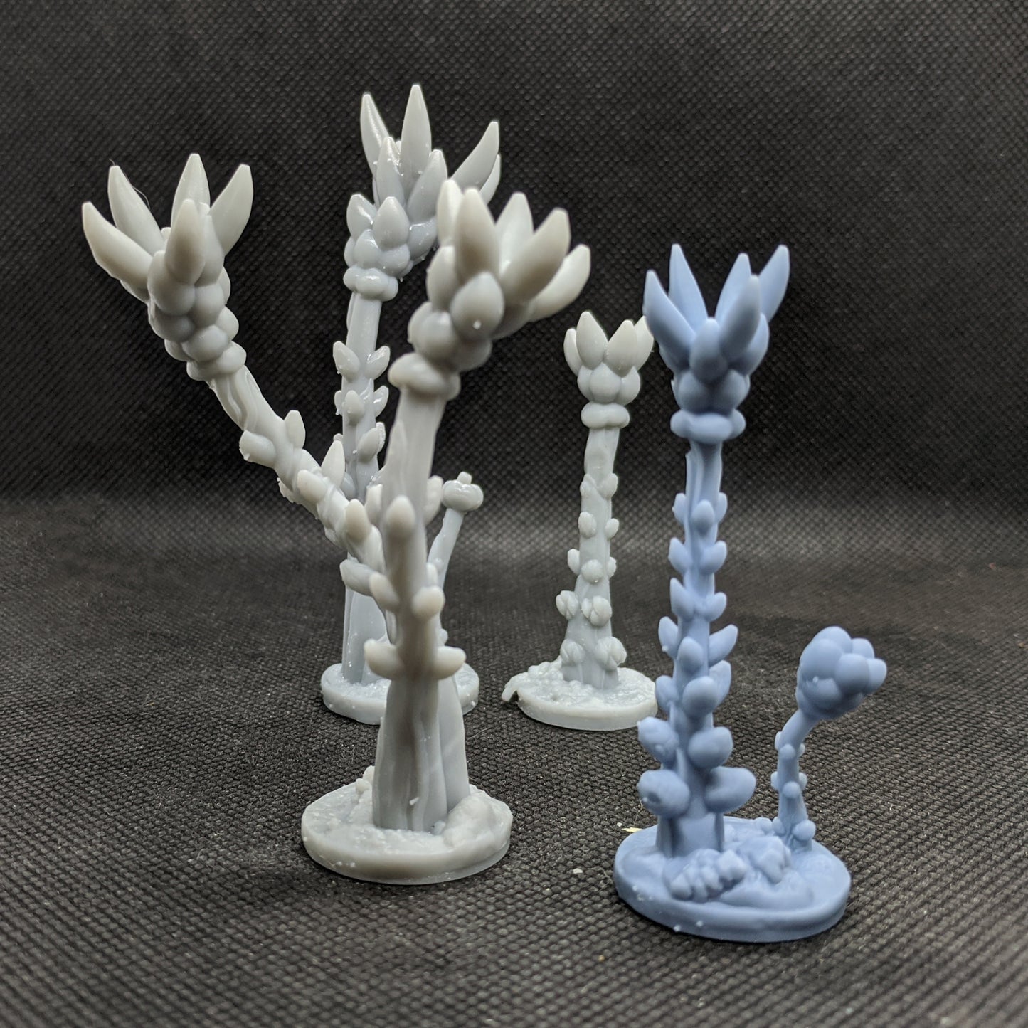 Candle Palm