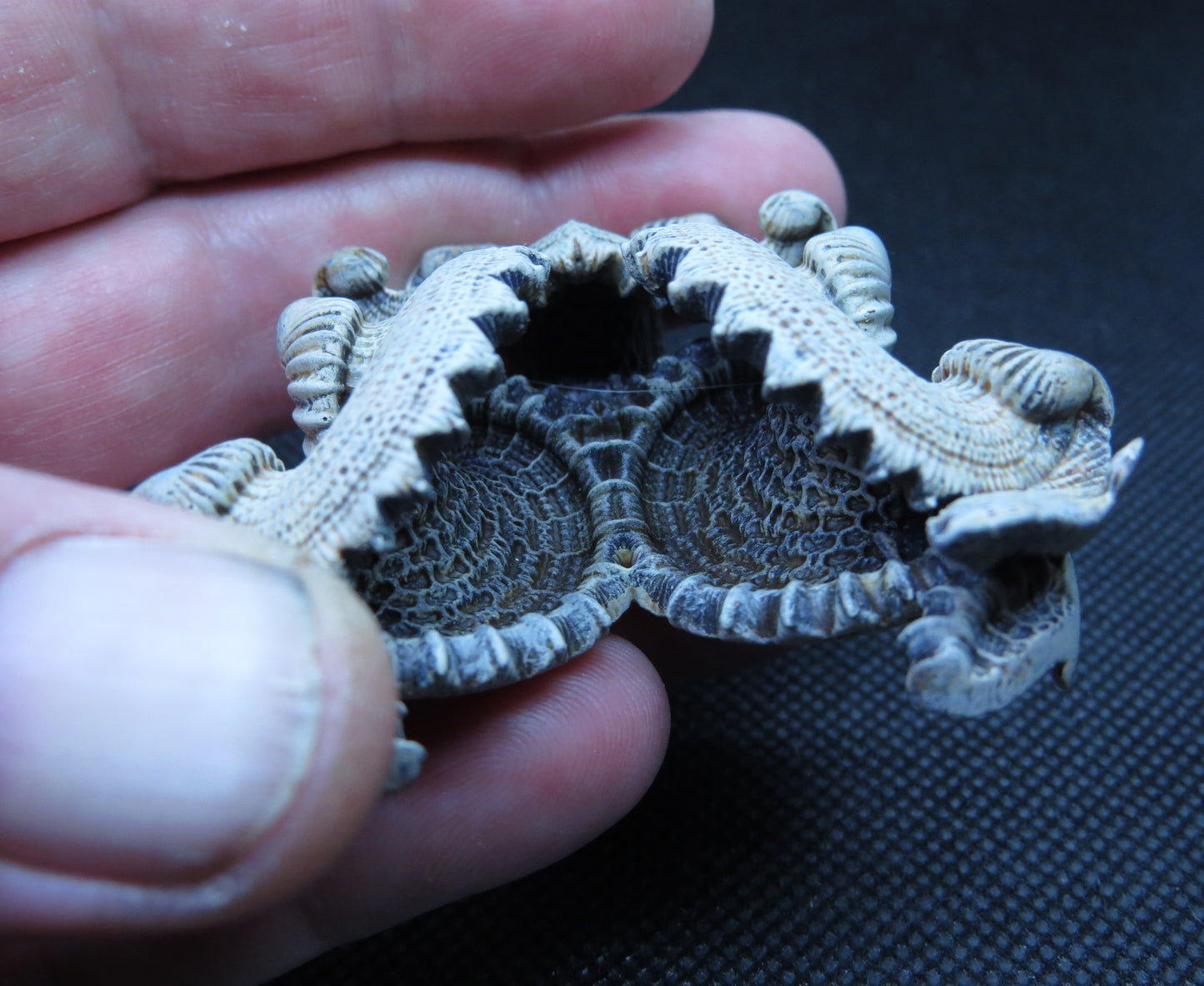 Alien fossil 3 Pack