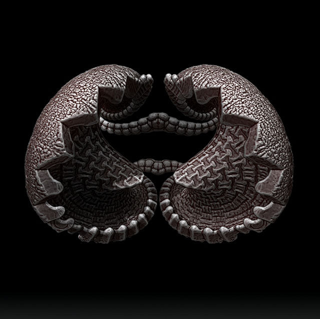 Clam Blossom