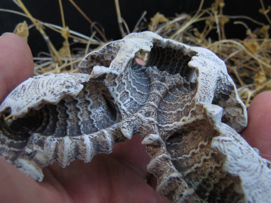 Carapace: a possible fossil