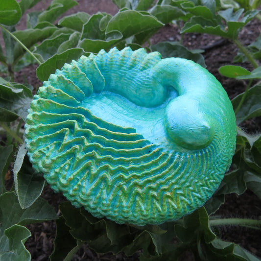 Feather Shell