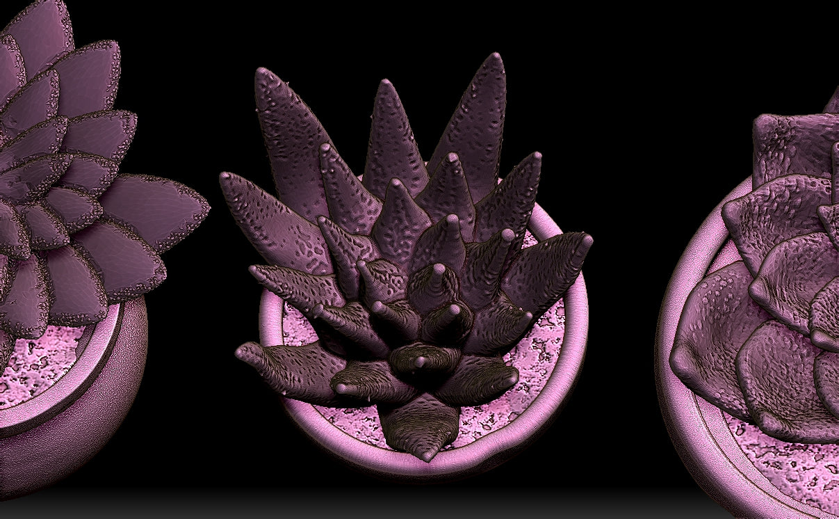 Succulents and Pots