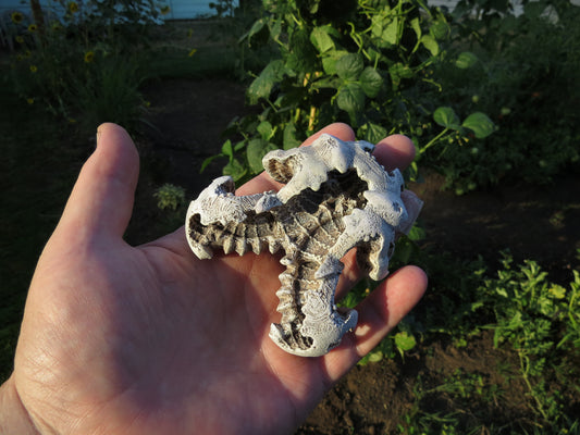 Carapace: a possible fossil