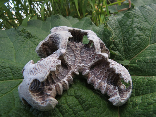 Carapace: a possible fossil