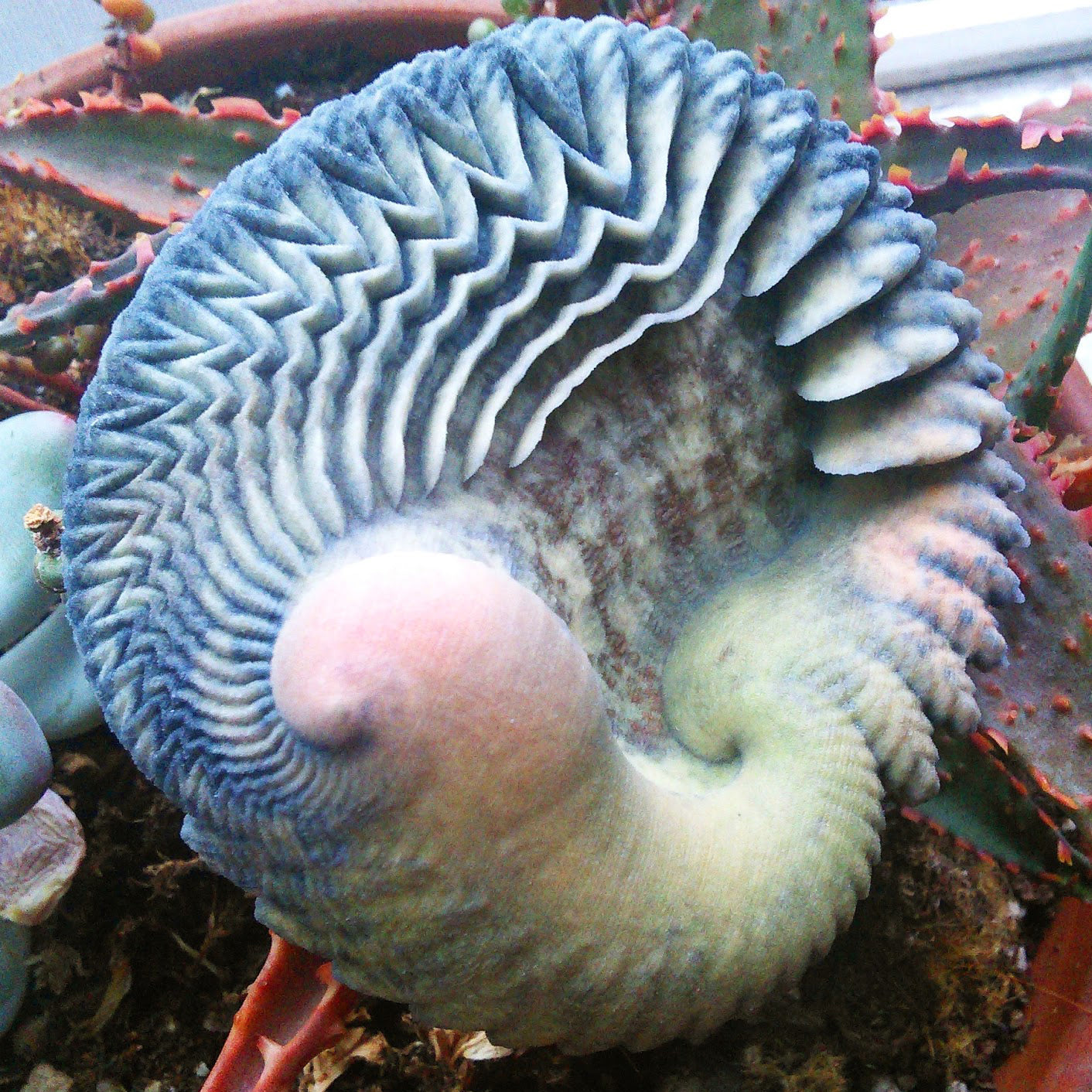 Feather Shell