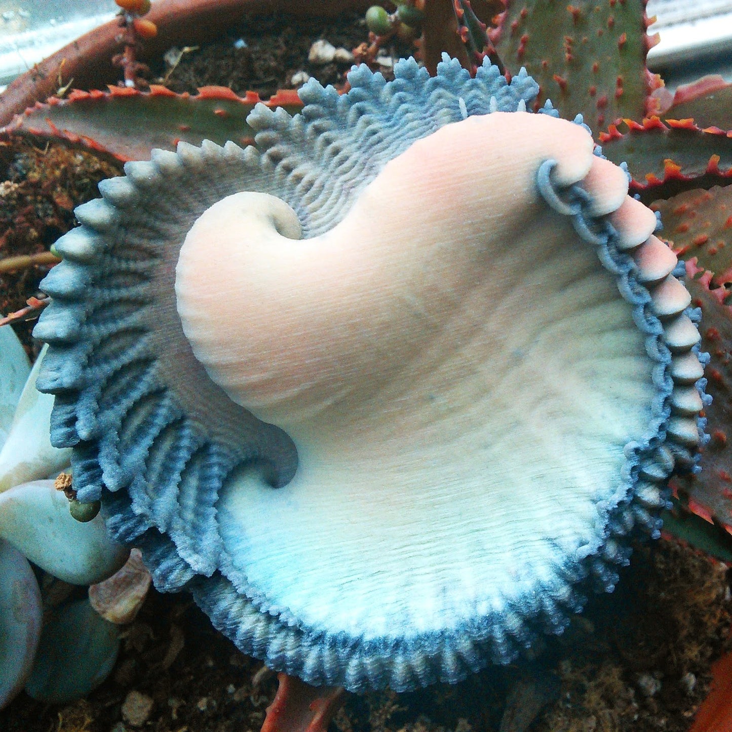 Feather Shell