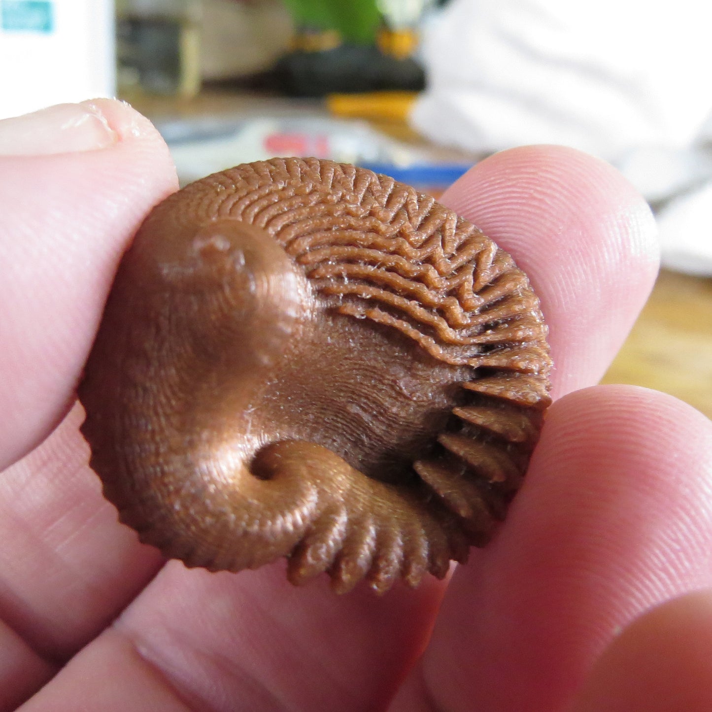 Feather Shell