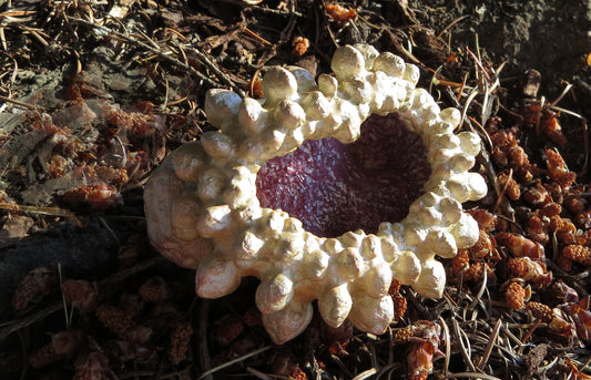 Spike Clam