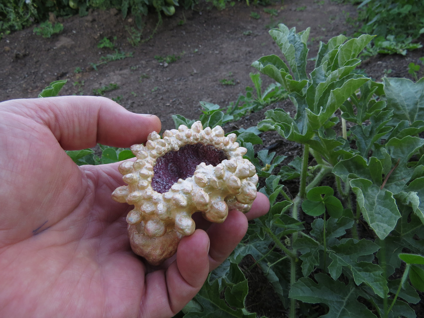 Spike Clam
