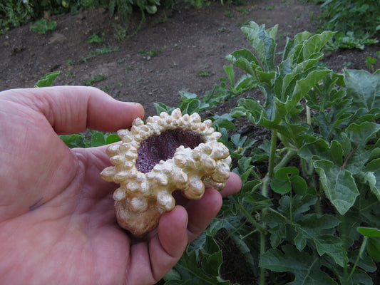 Spike Clam