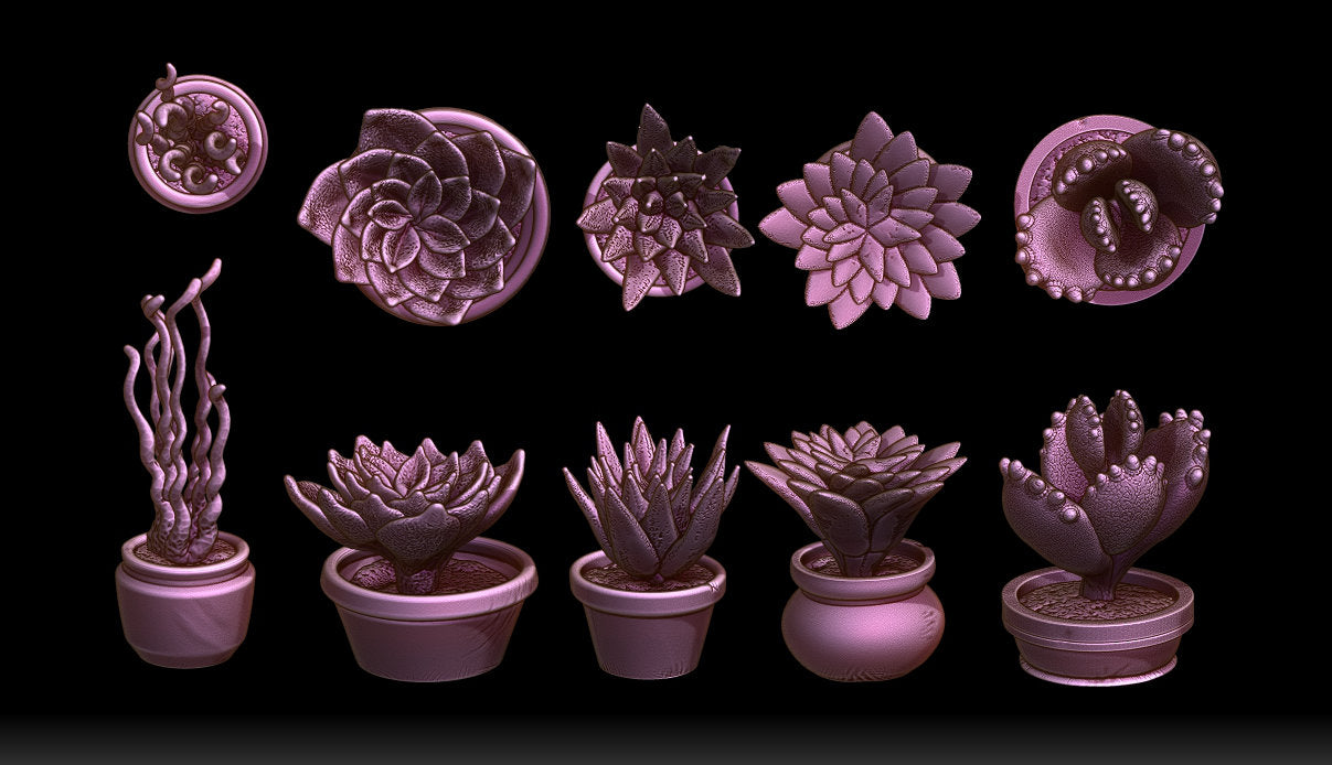 Succulents and Pots