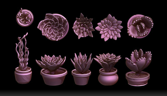 Succulents and Pots