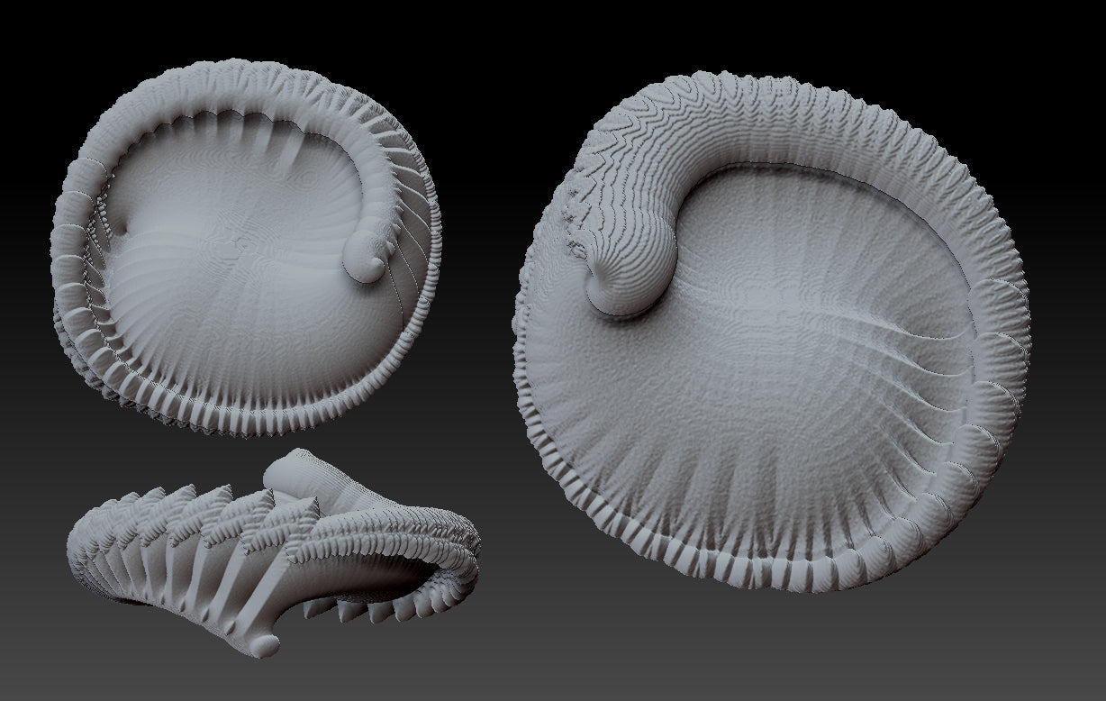 Feather Shell